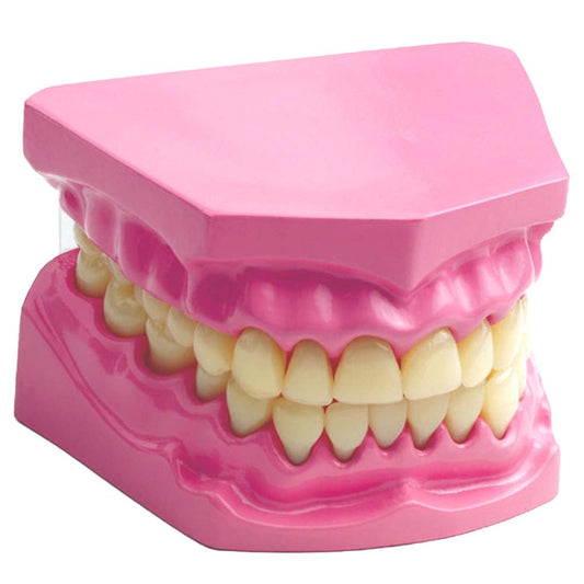 Edu-Toys - Dental Model