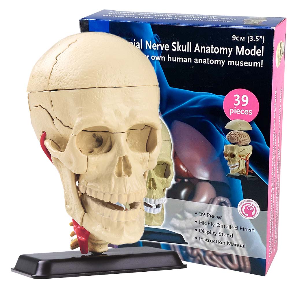 Edu-Toys – Anatomy Model – Cranial Nerve Skull – 39pcs