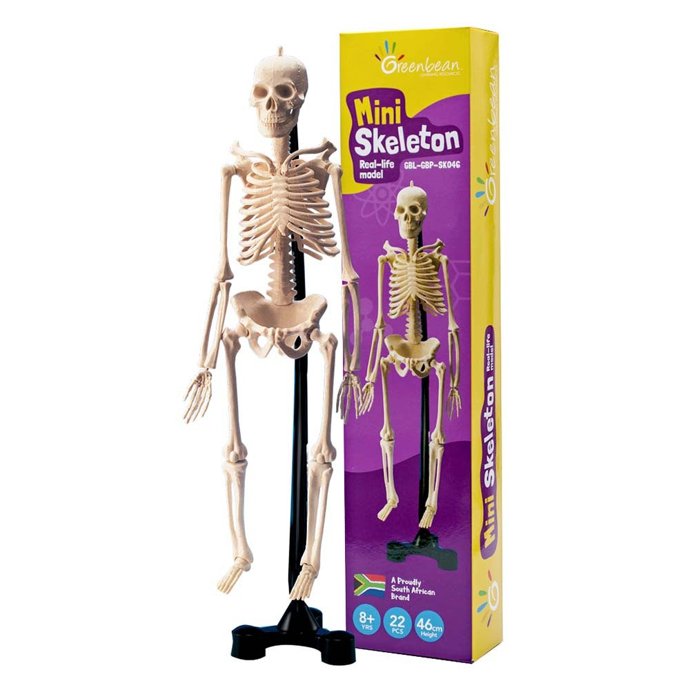 Greenbean Science - Mini Skeleton