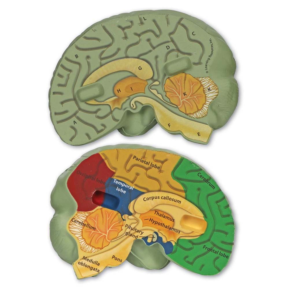 Cross-Section Brain Model