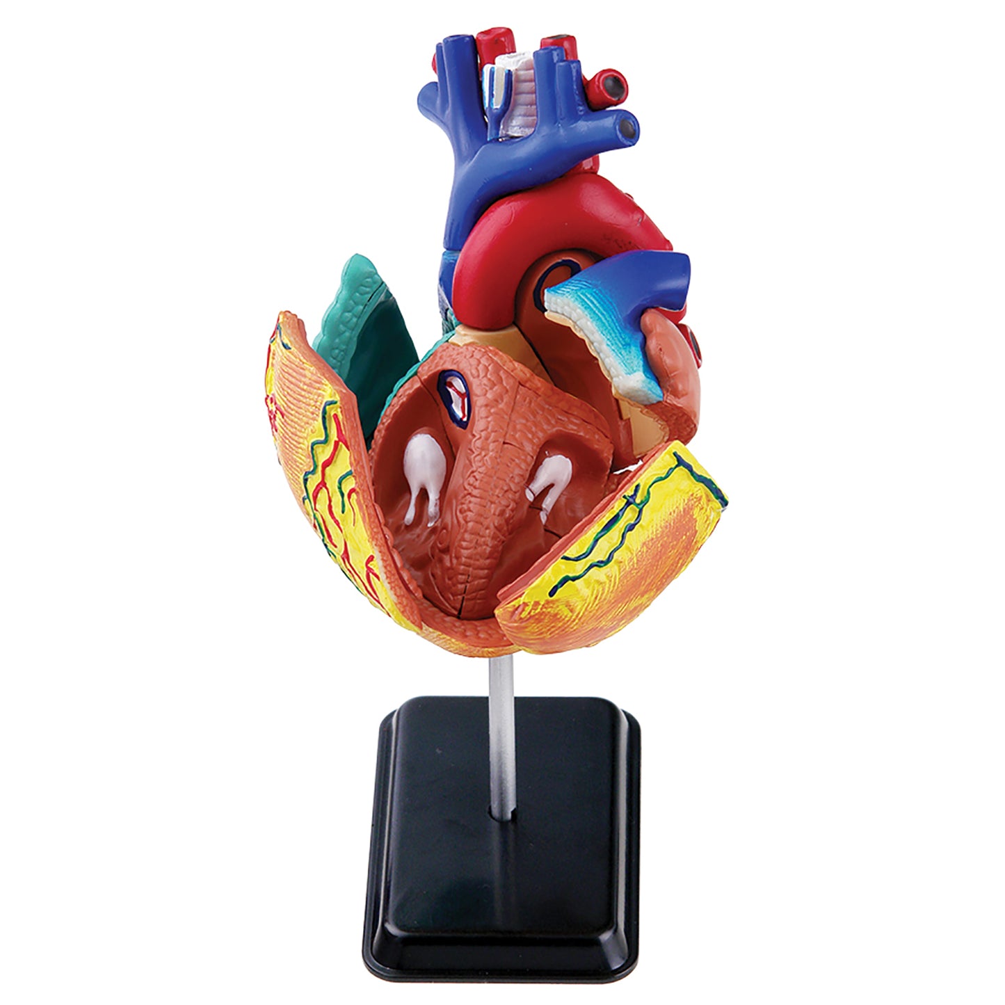 Heart Anatomy Model With Stand