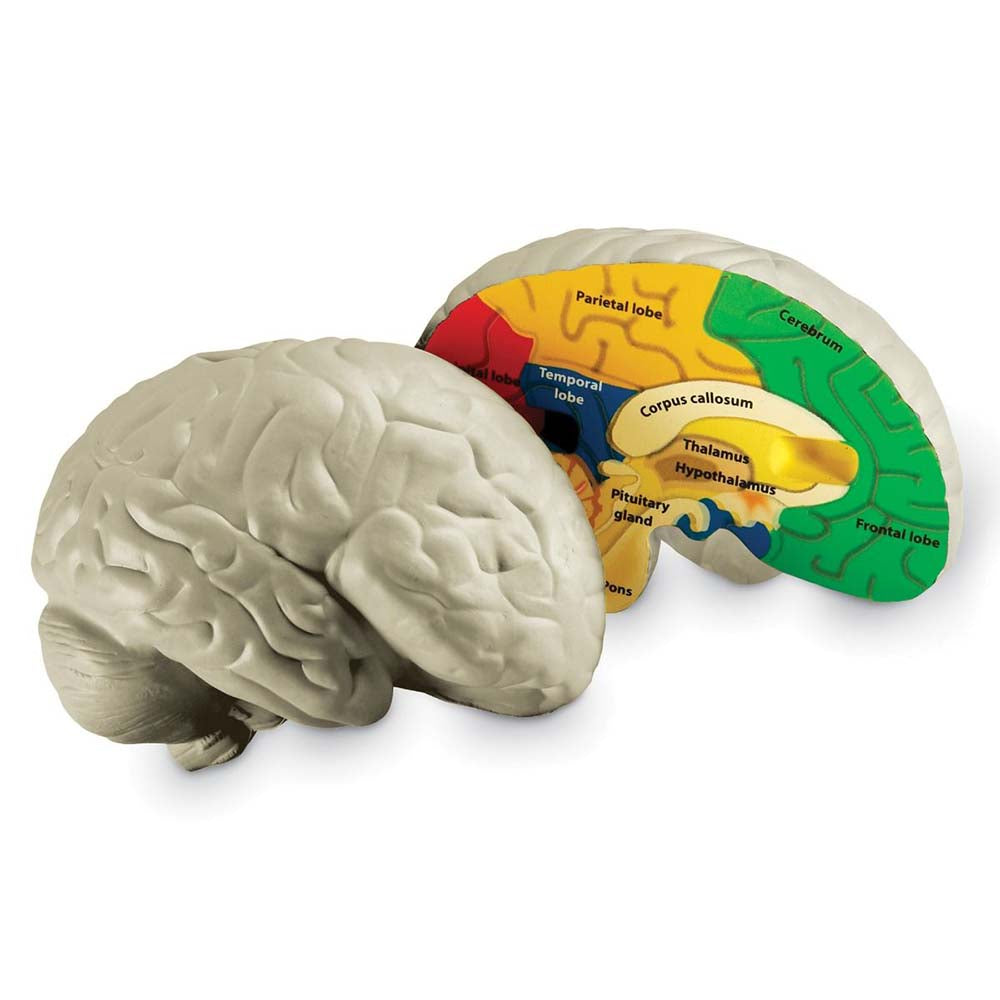 Cross-Section Brain Model